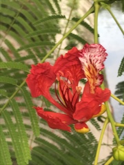 Delonix regia