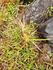 Carex flaviformis