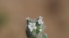 Cryptantha muricata jonesii