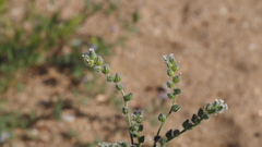 Cryptantha muricata jonesii
