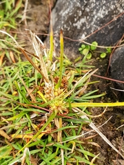 Carex flaviformis