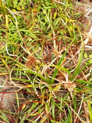 Carex flaviformis