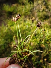 Juncus antarcticus