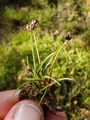 Juncus antarcticus