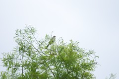 Mimus polyglottos image