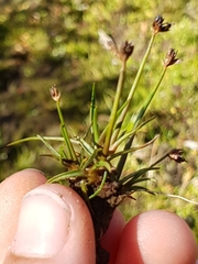 Juncus antarcticus