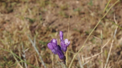 Dipterostemon capitatus capitatus