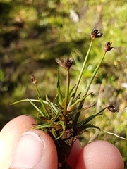 Juncus antarcticus