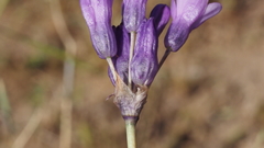 Dipterostemon capitatus capitatus
