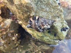 Monoplex pilearis