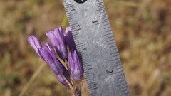 Dipterostemon capitatus capitatus