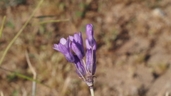 Dipterostemon capitatus capitatus