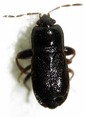 Plinthisus woodwardi