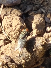 Musca domestica