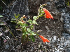 Salvia oppositiflora