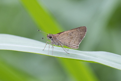 Cymaenes lepta