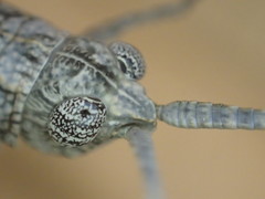 Coryphistes interioris