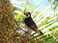 Melanerpes formicivorus angustifrons