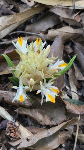 Curcuma glans