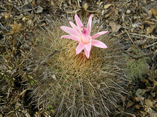 Matucana haynii