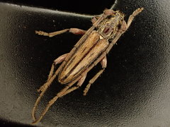 Eburida sublineata