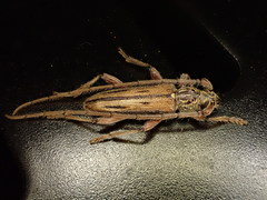 Eburida sublineata