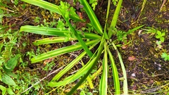 Trihesperus latifolius