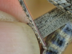 Coryphistes interioris