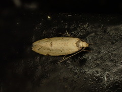 Atalopsis