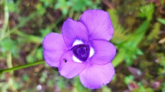 Ennealophus foliosus