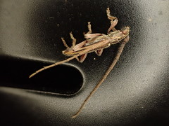 Eburida sublineata