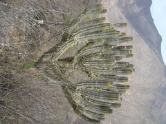 Browningia altissima