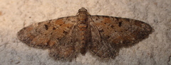 Eupithecia pantellata