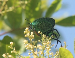 Arcas imperialis