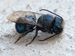 Osmia ribifloris ribifloris