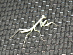 Mantodea