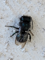 Osmia ribifloris ribifloris