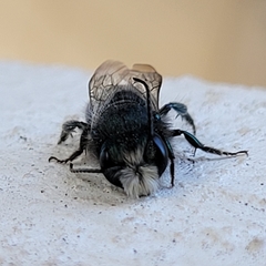 Osmia ribifloris ribifloris