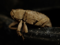 Mitrastethus baridioides