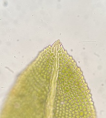Fissidens bushii