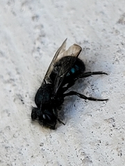 Osmia ribifloris ribifloris