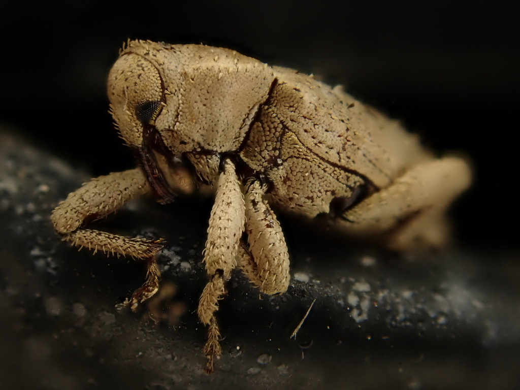 Longnosed Kauri Weevil