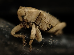 Mitrastethus baridioides