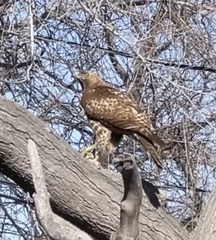 Buteo jamaicensis
