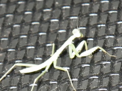 Mantodea