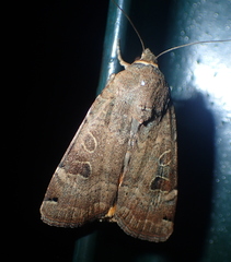 Noctua orbona