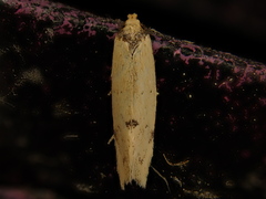 Atalopsis
