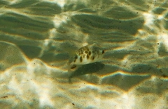 Contusus brevicaudus