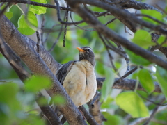 Turdus migratorius confinis