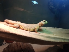 Uromastyx